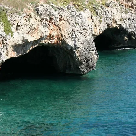 Pajara Rugiada *