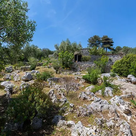 Pajara Rugiada *